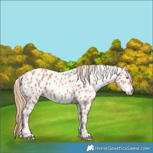 Horse Color:Gold Champagne Appaloosa  and Gold Champagne Appaloosa 