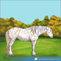 Horse Color:Gold Champagne Appaloosa  and Gold Champagne Appaloosa 