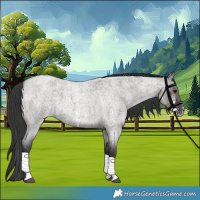 Horse Color:Grullo Roan Sabino 