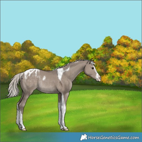 Horse Color:White Spotted Silver Grullo Tobiano Appaloosa Rabicano 