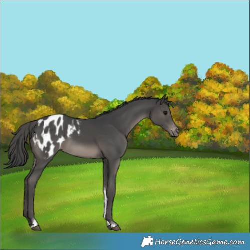 Horse Color:Black Tobiano Appaloosa 