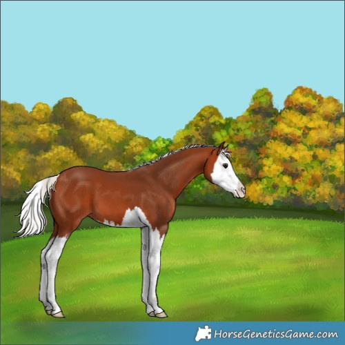 Horse Color:Silver Bay Splash 