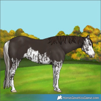 Horse Color:Liver Chestnut and Liver Chestnut Splash