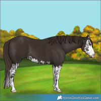 Horse Color:Liver Chestnut  and Liver Chestnut Splash 