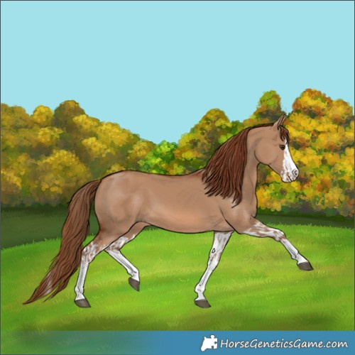 Horse Color:Red Dun Splash  and Red Dun Splash 