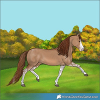 Horse Color:Red Dun Splash  and Red Dun Splash 