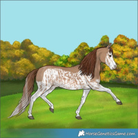Horse Color:Red Dun Splash  and Red Dun Splash Frame 