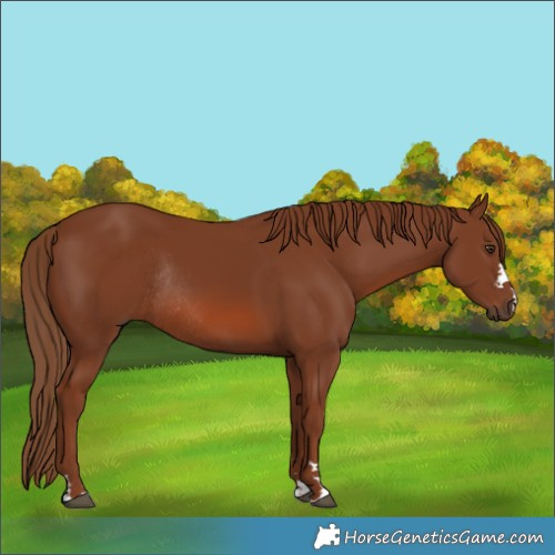Horse Color:Chestnut Rabicano
