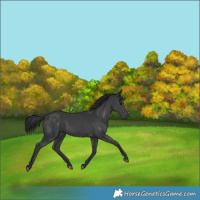 Horse Color:Black 