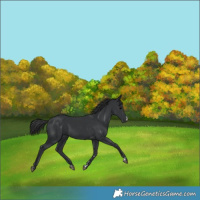 Horse Color:Black 