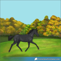 Horse Color:Black 