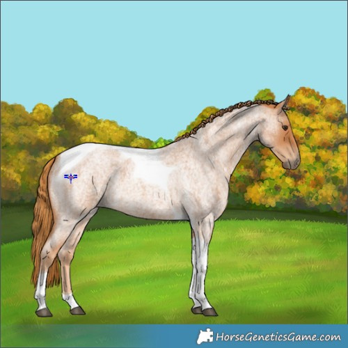 Horse Color:Red Roan Tobiano 