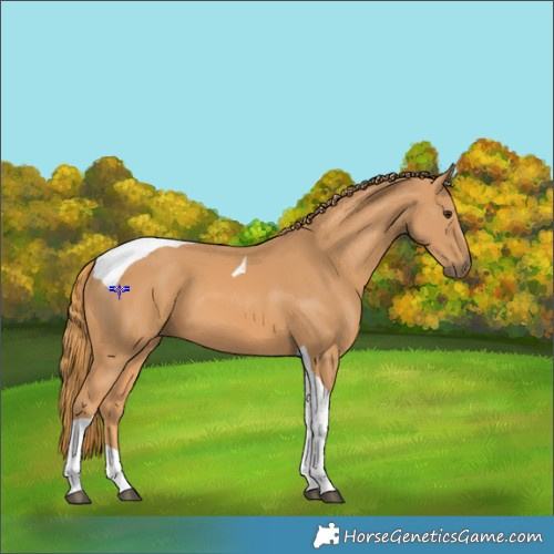 Horse Color:Chestnut Tobiano 