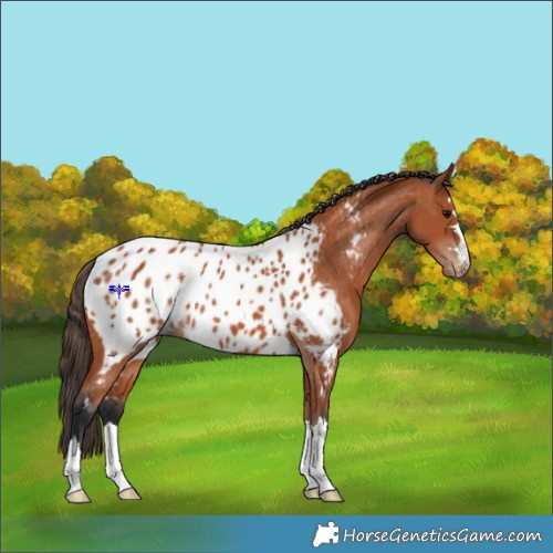 Horse Color:Bay Appaloosa 