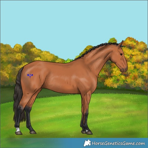 Horse Color:Bay Rabicano 