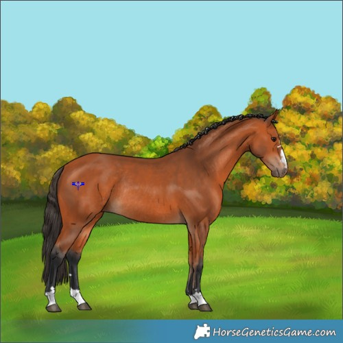 Horse Color:Bay Rabicano 