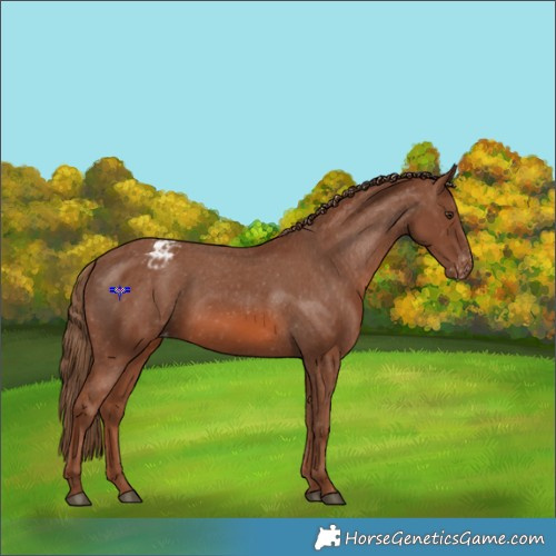 Horse Color:Chestnut Appaloosa 