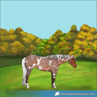 Horse Color:White Spotted Silver Brown Roan Rabicano 