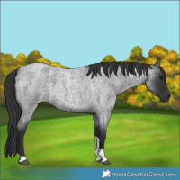 Horse Color:Blue Roan Tobiano 