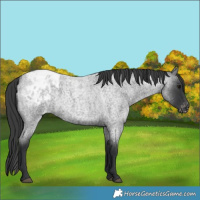 Horse Color:Blue Roan Blanket