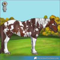 Horse Color:White Spotted Chocolate Bay Tobiano Rabicano 