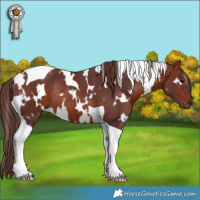 Horse Color:White Spotted Chocolate Bay Tobiano Rabicano 
