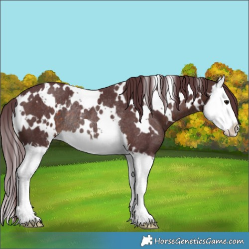 Horse Color:White Spotted Chocolate Brown Splash Rabicano 