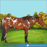Horse Color:White Spotted Bay 