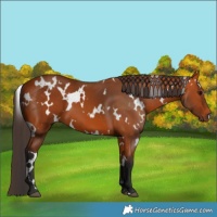 Horse Color:White Spotted Bay 
