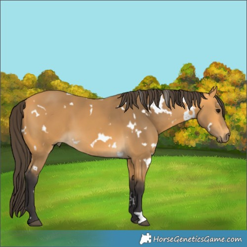 Horse Color:White Spotted Buckskin 