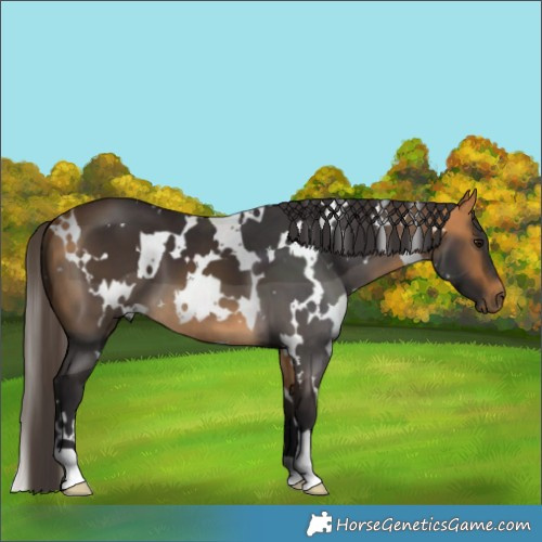 Horse Color:White Spotted Buckskin 