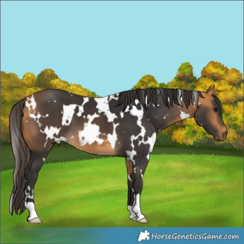 Horse Color:White Spotted Buckskin 