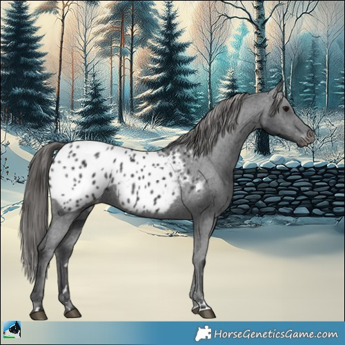 Horse Color:Black Appaloosa 