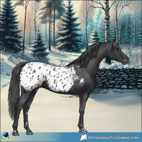 Horse Color:Black Appaloosa 