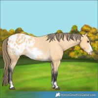 Horse Color:Buckskin Frame Appaloosa 