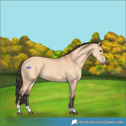 Horse Color:Bay Dun