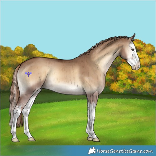 Horse Color:Red Dun Onyx Sabino Splash Brindle 