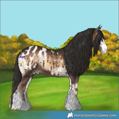 Horse Color:Liver Red Onyx Sabino Appaloosa 