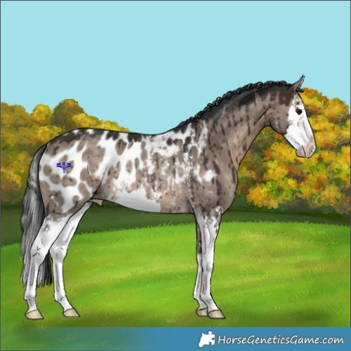 Horse Color:Brown Dun Sabino Splash Appaloosa Rabicano Brindle 