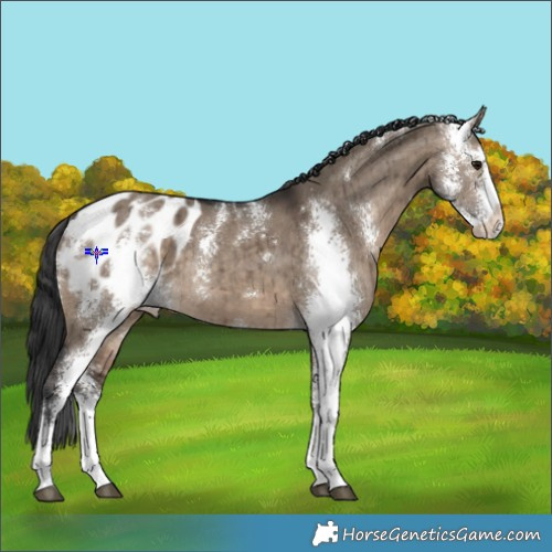 Horse Color:Brown Dun Sabino Appaloosa Brindle 