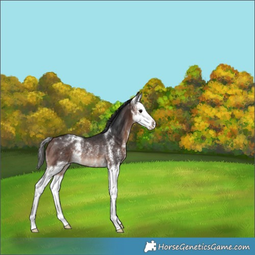 Horse Color:Bay Sabino Splash Rabicano 