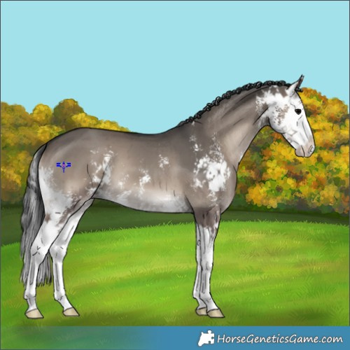 Horse Color:Grullo Onyx Sabino Splash Brindle 