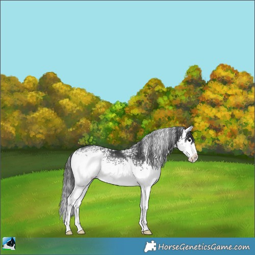 Horse Color:White Spotted Black Rabicano 