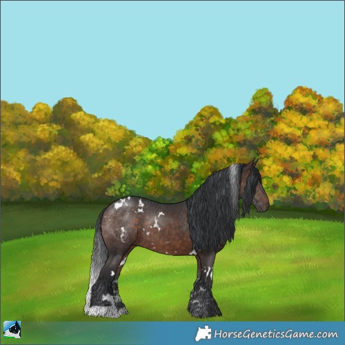 Horse Color:White Spotted Brown Rabicano 