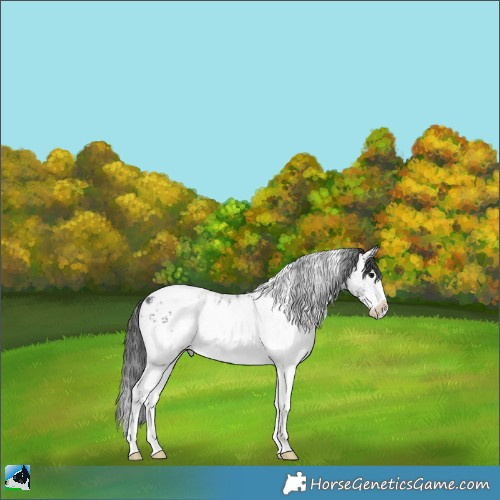 Horse Color:White Spotted Black Appaloosa Rabicano 