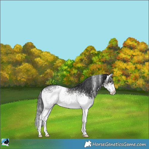 Horse Color:White Spotted Black Rabicano 