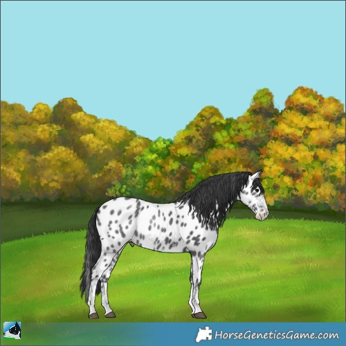 Horse Color:Black Sabino Appaloosa 