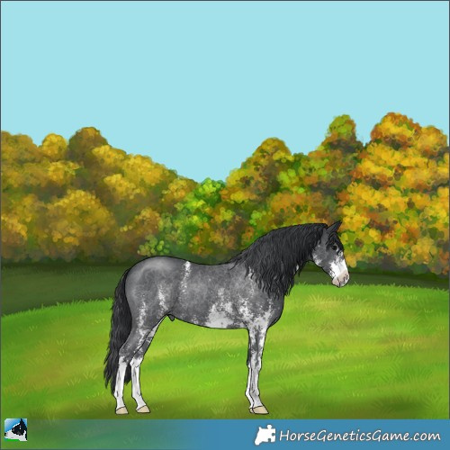 Horse Color:Black Sabino 