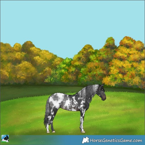 Horse Color:White Spotted Brown Rabicano 