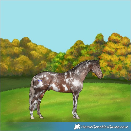 Horse Color:White Spotted Liver Chestnut Rabicano 